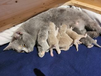 3. Wurf mit 5 Kitten 